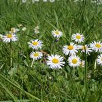 Bellis perennis - Madeliefjes, wilde madeliefjes, meizoentjes