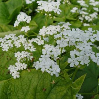 Brunnera macrophylla 'Betty Bowring'