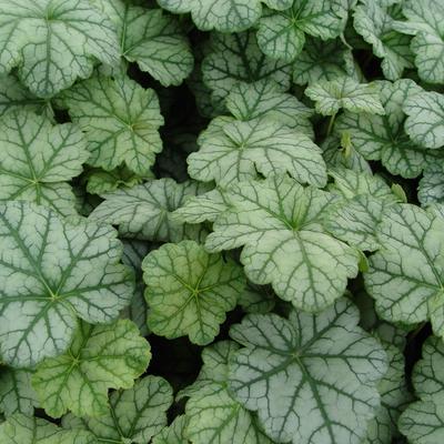 Purperklokje - Heuchera 'Mint Frost'