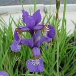 Iris sibirica 'Caesar's Brother' - Siberische lis - Iris sibirica 'Caesar's Brother'