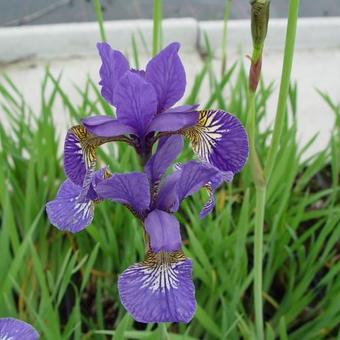 Iris sibirica 'Caesar's Brother'