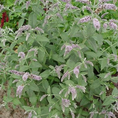 Hertsmunt - Mentha longifolia `Buddleia'`