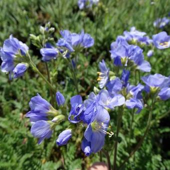 Polemonium caeruleum 'Northern Lights'