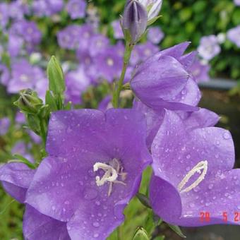 Campanula persicifolia 'Grandiflora Caerulea'