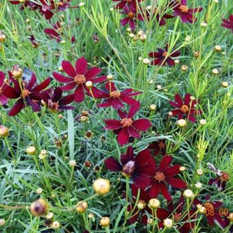 Coreopsis verticillata 'Red Satin'