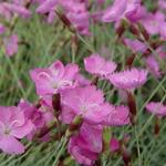 Dianthus gratianopolitanus 'Anneke' - Rotsanjer