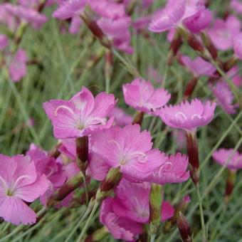 Dianthus gratianopolitanus 'Anneke'