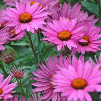 Echinacea purpurea 'JS Robin Hood'