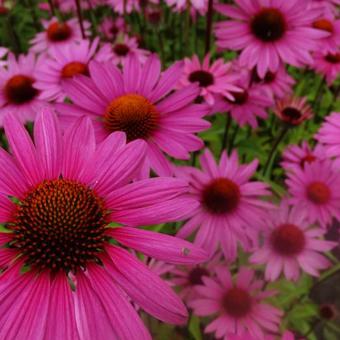 Echinacea purpurea 'JS Purple Prairie'