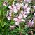 Epilobium angustifolia 'Stahl Rose'