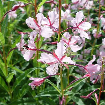 Bastaardwederik - Epilobium angustifolia 'Stahl Rose'