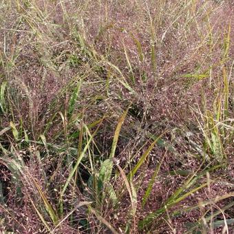 Eragrostis spectabilis JS 'Great Plains'