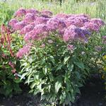 Eupatorium maculatum JS 'Humble' - Leverkruid/Koninginnekruid