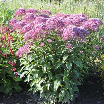 Leverkruid/Koninginnekruid - Eupatorium maculatum JS 'Humble'