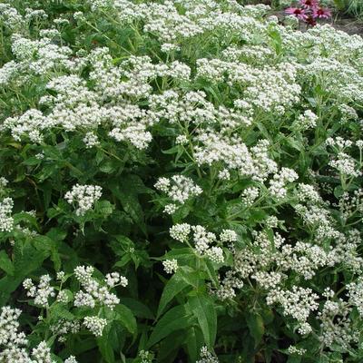 Koninginnenkruid - Eupatorium perfoliatum