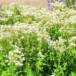 Eupatorium perfoliatum 'JS Witte Wolken' - Koninginnenkruid - Eupatorium perfoliatum 'JS Witte Wolken'