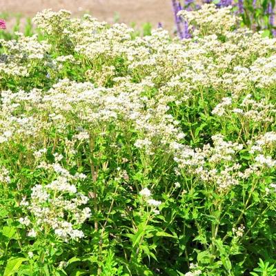 Koninginnenkruid - Eupatorium perfoliatum 'JS Witte Wolken'