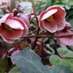 Helleborus x ericsmithii 'Pirouette' - Nieskruid