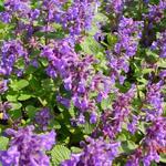 Nepeta racemosa 'Odeur Citron' - Kattekruid