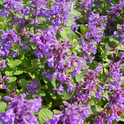 Kattekruid - Nepeta racemosa 'Odeur Citron'