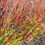 Panicum virgatum 'Black and Light' - Vingergras