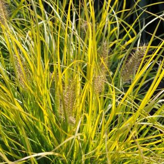 Pennisetum alopecuroides 'JS Jommenik'