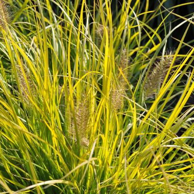 Lampepoetsergras - Pennisetum alopecuroides 'JS Jommenik'