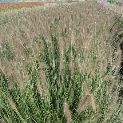 Lampepoetsergras - Pennisetum alopecuroides 'Penalope'