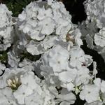 Phlox paniculata 'Anne' - Vlambloem / Flox