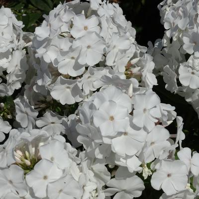 Vlambloem / Flox - Phlox paniculata 'Anne'