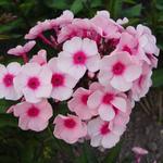 Phlox paniculata  'Betty Vulcano' - Vlambloem, floks