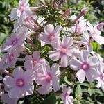 Phlox paniculata 'Eden Tuin'  - Vlambloem, floks