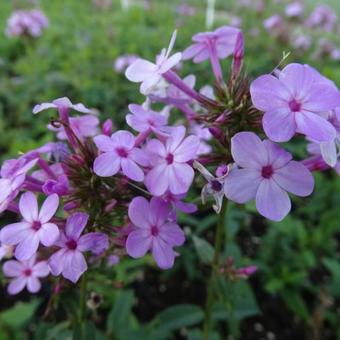 Phlox paniculata 'Jeana'