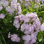 Phlox paniculata 'Katherine' - Vlambloem / Flox