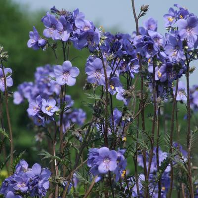 Polemonium yezoense var. hidakanum 'Bressingham Purple' - Jacobsladder