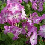 Primula sieboldii 'Sangoguko' - Sleutelbloem