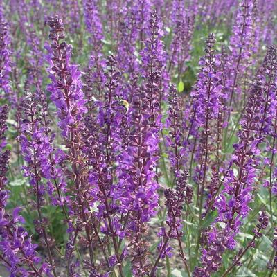 Salie - Salvia nemorosa 'JS Slimming Blue'