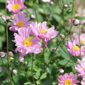 Anemone hupehensis 'PRETTY LADY Susan'