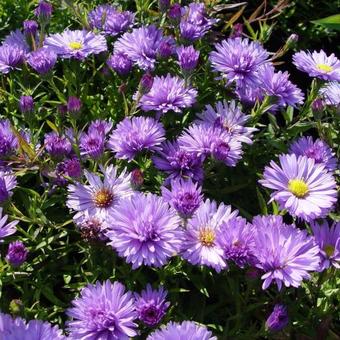 Aster dumosus 'Herbstpurzel'