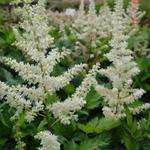 Astilbe chinensis 'Vision in White' - Pluimspirea