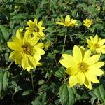 Helianthus microcephalus 'Straffe Prairie Gast' - Zonnebloem - Helianthus microcephalus 'Straffe Prairie Gast'