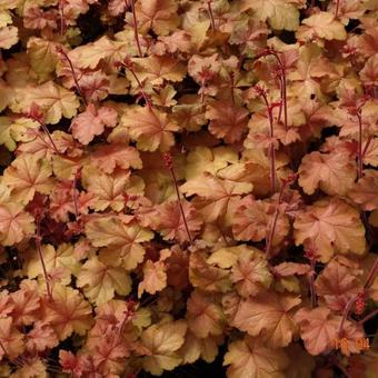 Heuchera CARNIVAL 'Coffee Bean'