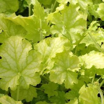 Heuchera CARNIVAL 'Limeade'