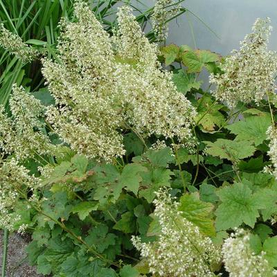 Purperklokje - Heuchera 'Chantilly'