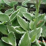 Hosta crispula - Hartlelie/Funkia