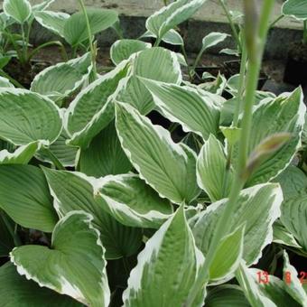 Hosta crispula