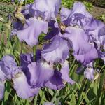 Baardiris - Iris germanica 'Blue Rhythm'