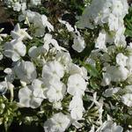 Phlox paniculata 'Monte Cristallo'  - Vlambloem / Flox