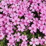 Phlox subulata 'Zwergenteppich' - Kruipphlox