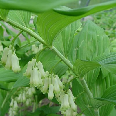 Salomonszegel - Polygonatum biflorum